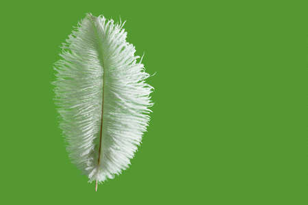 Ostrich feather over green backgroundの写真素材