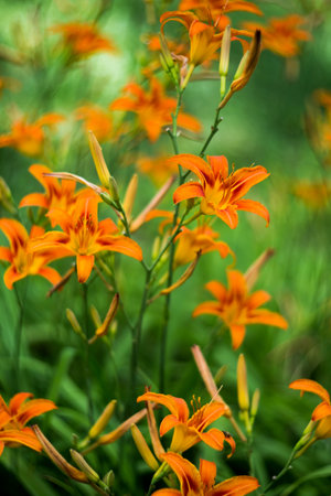 Orange summer day-lily flowers in gardenの写真素材