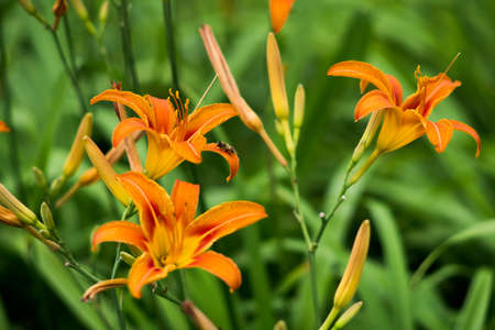 Orange summer day-lily flowers in gardenの写真素材