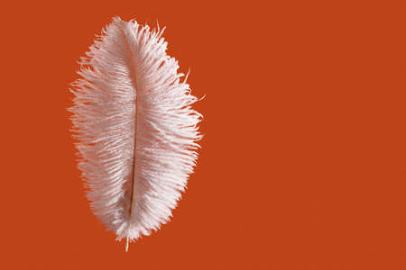 Ostrich feather over bright orange background, with copy spaceの写真素材
