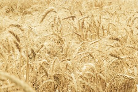 Out of focus  background. Spikelets of wheat close-up on a background of a golden wheat field. 