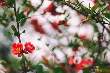 red flowers on the branches flowering chaenomeles.  Close-up of many decorative red  flowers in a tree in full bloom in a garden in a sunny spring day, beautiful outdoor floral backgroundの写真素材