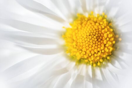 Defocused white big daisy flowerの写真素材
