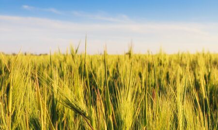 Summer background green wheat ears in sunlight. Spikelets of wheat against the background of blue evening sky with sunlight from side. Organic farming concept.の写真素材