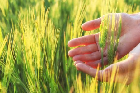 Green spikelets in the woman palms against the background of a field in the rays of the setting sun . Organic farming concept. Selective focusの写真素材