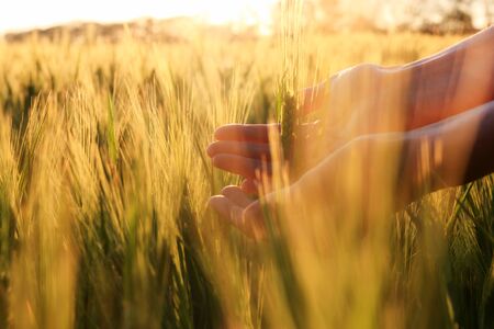 Green spikelets in the woman palms against the background of a field in the rays of the setting sun...