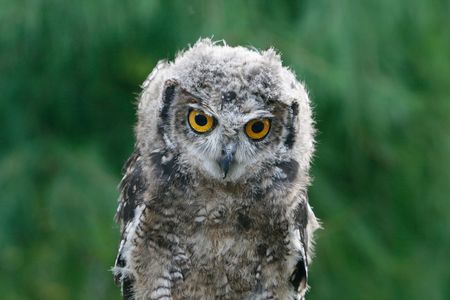 young owlの写真素材