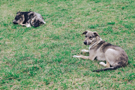 Homeless dogs on the lawn