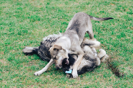 Homeless dogs on the lawnの写真素材