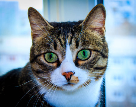 Gray cat with green eyesの写真素材