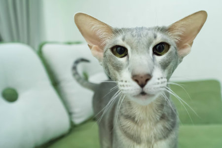 Portrait Of Gray Short-Haired Cat With Green Eyese Lie In Her Soft Couch In Cozy Warm Room Indoor Close Up. Cat Rest.の写真素材