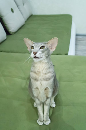 Portrait Of Gray Short-Haired Cat With Green Eyese Lie In Her Soft Couch In Cozy Warm Room Indoor Close Up. Cat Rest.の写真素材