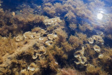 Sea background with ripples on water surface. Coral reefs with seaweed underwater at sea bottom on...