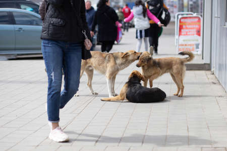 angry hungry stray dogs frolicking in the city center on the sidewalk close-upの写真素材