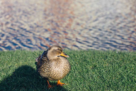Male and female mallards swim in a pond of green water in search of food in Russiaの写真素材