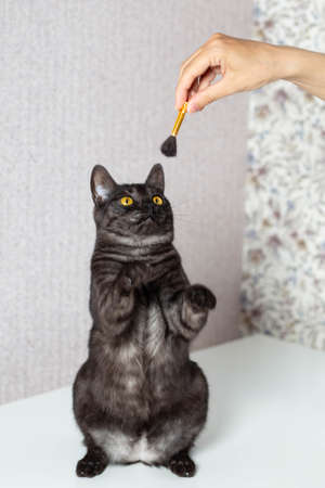 dark cat plays with a brush on a light backgroundの写真素材