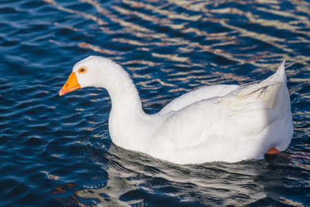 white goose with an orange beak swims against the backdrop of a beautiful landscape