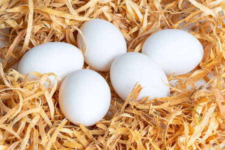 white chicken eggs lie in a nest of shavings on a white background