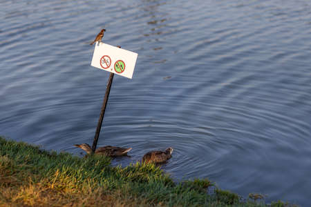 image of brown mallard duck with ducklings on the lake shore against the background of a prohibiting billboard.の写真素材
