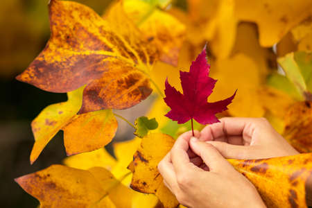 Multicolored maple leaves on tree branches close upの写真素材