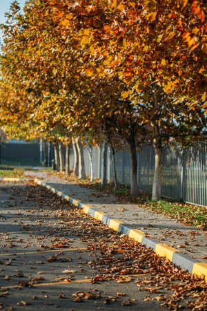 Autumn in the city. Yellow and red leaves on the road.の写真素材