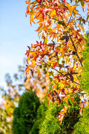 colorful autumn leaves on a tree in the park, fall seasonの写真素材