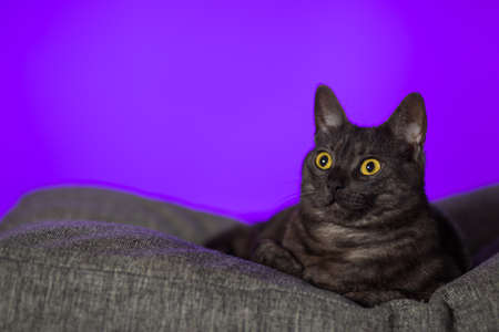 Portrait of a cat with yellow eyes on a purple background.の写真素材