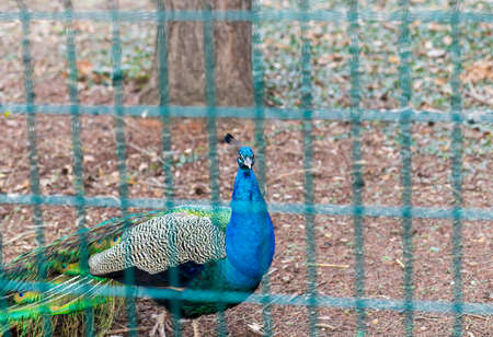 Peacock in a cage. Peacock is a large bird of the peafowl family.の写真素材