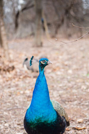 Male peacock close-up walks in the parkの写真素材