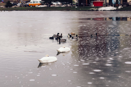Ducks swim in a small frozen pond in a park in winter.の写真素材