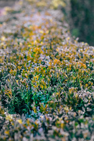 green creeping meadow clover close-up on a blurred background.の写真素材