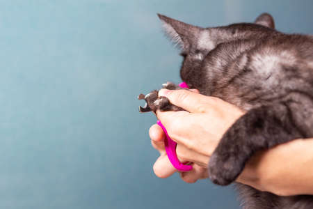 Female hands close-up cat claws with nail clippers or claw trimmerの写真素材