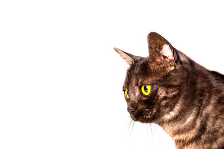 Isolated black cat with amber eyes on a white background.