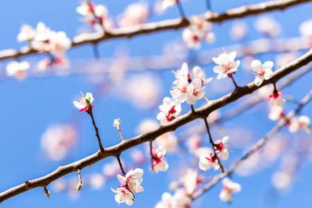 Cherry flowers on a branch against the blue morning skyの写真素材