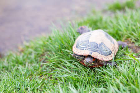 close-up of an adult red-eared turtle lying on the grass by the lake.