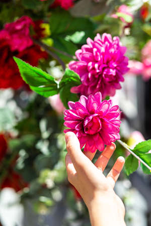 Woman's hand gently touching bright pink peony flowers