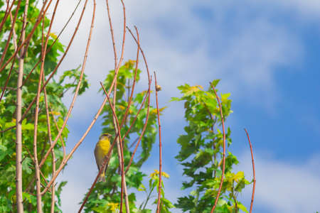 European greenfinch Chloris chloris is a small songbird perched on a branchの写真素材