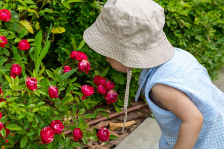A small child in a panama hat smells of pink roses in the garden in summer.の写真素材