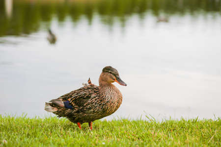 Gray-brown duck resting on a green meadow by the lake against the backdrop of a beautiful landscapeの写真素材
