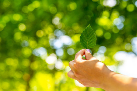 Green birch leaf in female hands on a blurred green background.