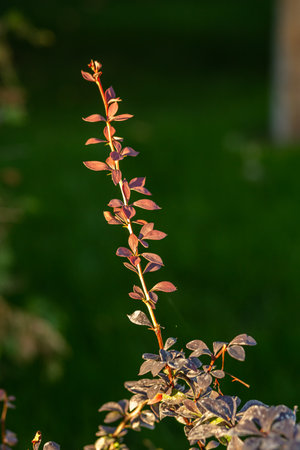 Isolated sprig of autumn barberry on a blurred background.