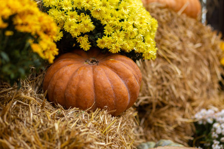 pumpkin in dry hay against blurry yellow autumn colorsの写真素材