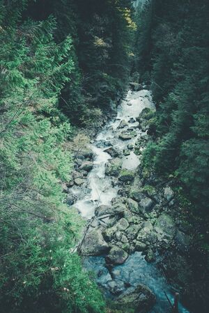 Wild River Flows in Ancient Forest, Zakopane, Poland