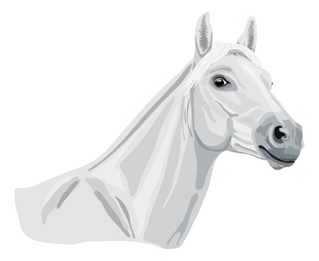 white arabian horse headのイラスト素材
