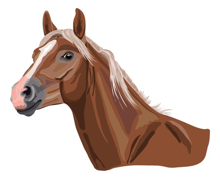 brown horse in the color called palominoのイラスト素材