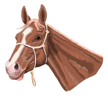 horse head with halterのイラスト素材