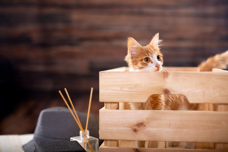 Pet funny cat playing at the tableの写真素材