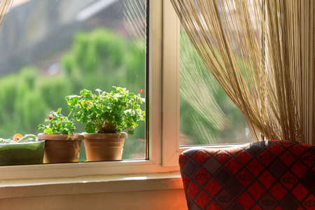 Flowers on the windowsill hobbies and leisureの写真素材