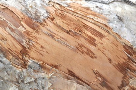 Pattern of bark on a camphor treeの写真素材