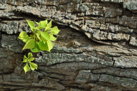 Verdant green leaves bud from an old tree.の写真素材